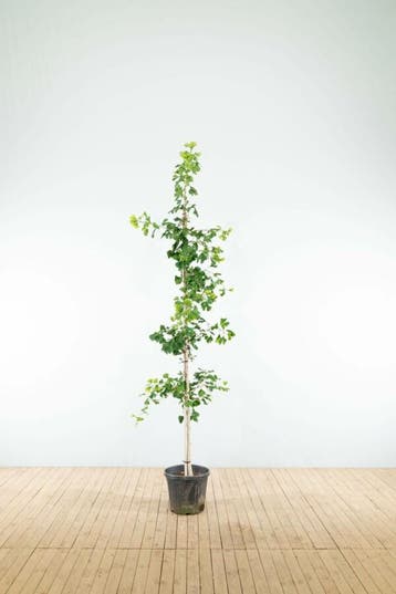 Ginkgo biloba beveerd