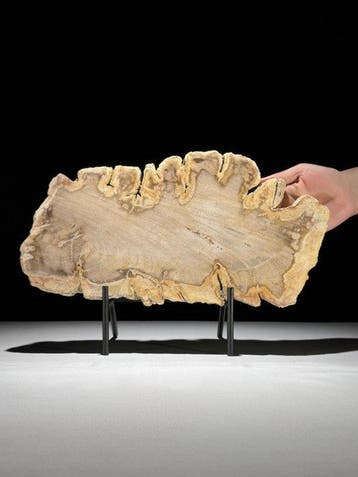 Prachtige schijf versteend hout op een op maat gemaakte