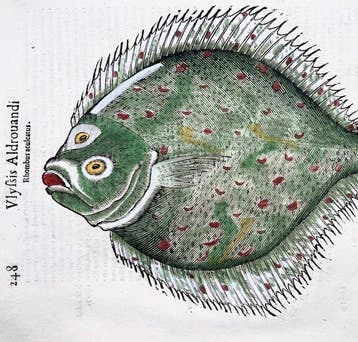 Aldrovandi; Fish, Brill, Flatfish - hand coloured woodcut