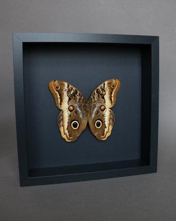 Vlinder Taxidermie volledige montage - Caligo atreus - 23 cm, Nieuw