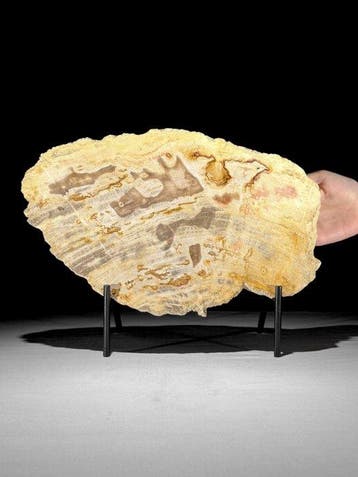Prachtige snede van versteend hout op een op maat gemaakte