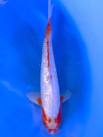 HQ Yuki Asagi van Yamaju  40cm (Japanse Koi), Dieren en Toebehoren, Vissen | Vijvervissen, Karper of Koi