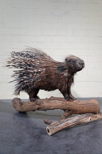 Cape Porcupine fullmount Taxidermie volledige montage -, Nieuw