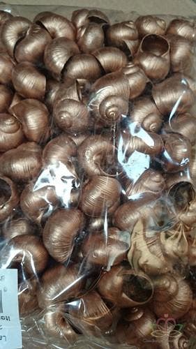 Landsnail small schelp Koper 250 gram, Ophalen of Verzenden, Nieuw
