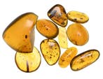 Birmese barnsteen - Fossiele cabochon - - Lot of 10 pieces,