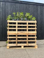 Aanbieding Partij 50 stuks Rhododendron 30-40 cm, Verzenden, Rhododendron, Struik, Minder dan 100 cm