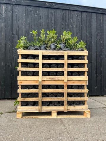 Aanbieding Partij 50 stuks Rhododendron 30-40 cm, Verzenden, Rhododendron, Struik, Minder dan 100 cm