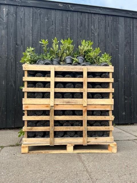 Aanbieding Partij 50 stuks Rhododendron 30-40 cm, Tuin en Terras, Planten | Struiken en Hagen, Rhododendron, Struik, Minder dan 100 cm