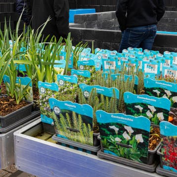 Vijverplanten en Waterplanten | Ruime keuze, Nieuw