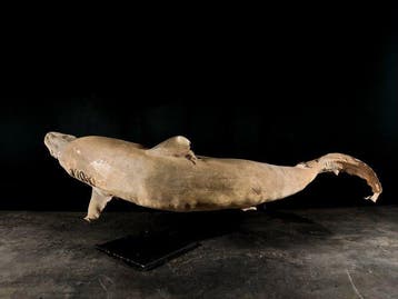 grijze haai Taxidermie volledige montage - Carcharhinus, Nieuw
