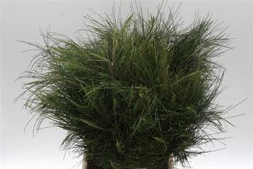 Casuarina bundel geschikt om te drogen, Ophalen of Verzenden, Nieuw
