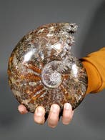 Ammoniet met bewerkte mond - Gefossiliseerde schelp -, Verzamelen