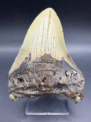 Megalodon - Fossiele tand - Carcharocles megalodon - 9.5 cm, Verzamelen, Mineralen en Fossielen