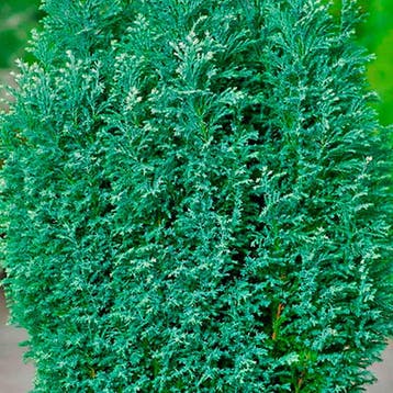 Cypres Snow White container (P13) Coniferen, Groen, Blauw, Verzenden, Conifeer, Struik