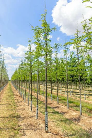 Gleditsia triacanthos hoogstam 12/14