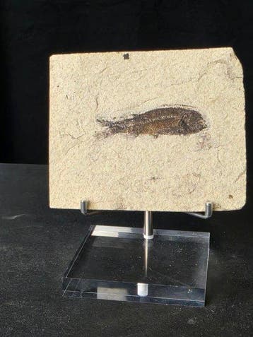Vis - Gefossiliseerd dier - Fossil Fish – Lycoptera muroii –