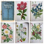 Anne Pratt - The Flowering Plants [77 coloured plates]of