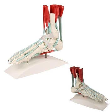Anatomie model voet met spieren, pezen en retinacula, Nieuw