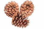 Dennenappels Reuze Maritima Naturel 10 cm BULK zak100 stuks, Ophalen of Verzenden, Nieuw