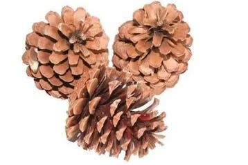 Dennenappels Reuze Maritima Naturel 10 cm BULK zak100 stuks, Ophalen of Verzenden, Nieuw