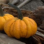 Kalebas Nr. 32-31 250 zaden, Ophalen of Verzenden, Nieuw