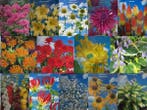 Veiling - Bloembollen Mix – 20+ Soorten Exclusieve Tuinblo