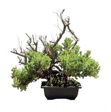Jeneverbes bonsai (Juniperus) - Hoogte (boom): 35 cm -, Antiek en Kunst