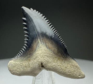 Hemipristis serra - Fossiele tand - 3.3 cm - 2.8 cm