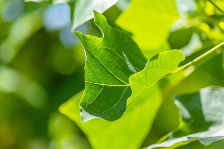 Liriodendron tulipifera leiboom, Tuin en Terras, Planten | Tuinplanten