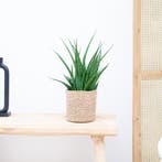 Green Bubble - Sansevieria Kirkii - 35cm - Ø12 cm, Huis en Inrichting, Kamerplanten, Ophalen of Verzenden