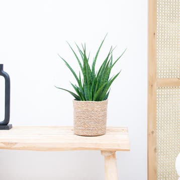Green Bubble - Sansevieria Kirkii - 35cm - Ø12 cm, Huis en Inrichting, Kamerplanten, Ophalen of Verzenden