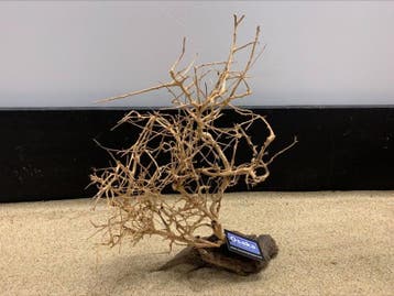 Osaka Bonsai Tree nr 26 - 40x13x48cm - aquascaping boom, Ophalen of Verzenden, Nieuw, Plant(en), Steen of Hout