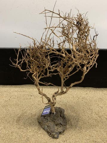 Osaka Bonsai Tree nr 18 - 36x12x47cm - aquascaping boom, Ophalen of Verzenden, Nieuw, Plant(en), Steen of Hout