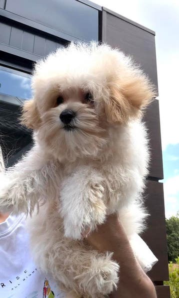 Maltipoo mini dames mogen gelijk weg, Dieren en Toebehoren, Parvo, Overige rassen, 8 tot 15 weken, Teef