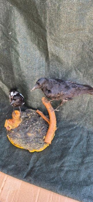 Aaskraai en Pimpel Taxidermie wandmontage - Corvus, Nieuw