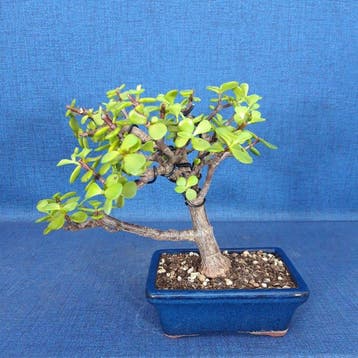 Jade bonsai (Crassula/Portulacaria) - Hoogte (boom): 19 cm -