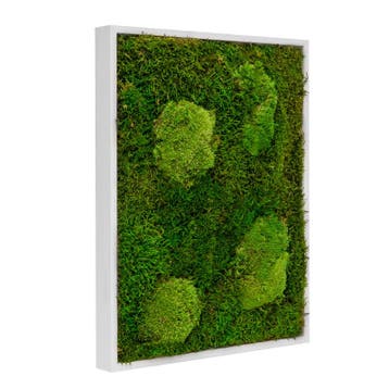 Vintlux Mosschilderij Lappenmos-Bolmos 30x40 cm Gebroken Wi, Nieuw
