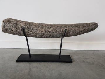 Stegodont - Gefossiliseerde slagtand - 530 mm - 90 mm