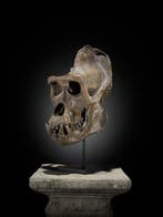 GEEN MINIMUMPRIJS - Een replica van een gorilla-schedel op