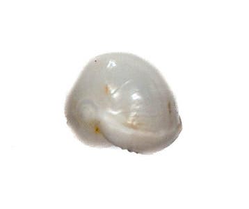 Triviella millardi 18mm | Zeldzame Zuid-Afrikaanse rariteit