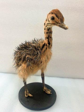 Struisvogel Taxidermie volledige montage - ostrich - 31 cm -, Verzamelen, Dierenverzamelingen, Nieuw