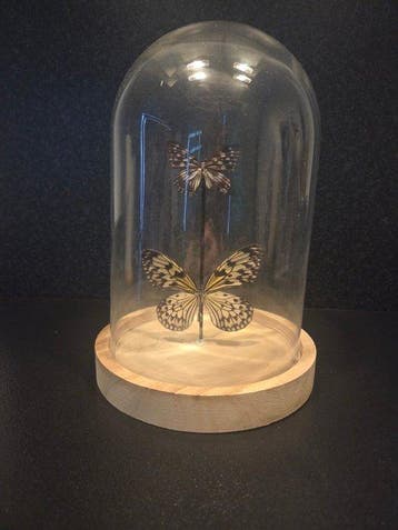 Vlinder Taxidermie volledige montage - Lepidoptera - 28 cm -, Nieuw