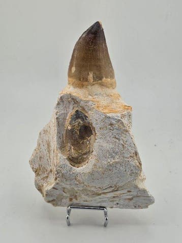 Mosasaurus - Fossiele tand - 13 cm (Zonder minimumprijs)