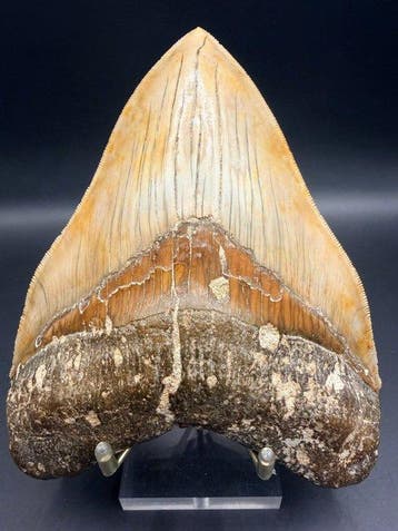 Megalodon - Fossiele tand - Carcharocles megalodon - 13.7 cm, Verzamelen, Mineralen en Fossielen