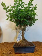 Liguster bonsai (Ligustrum) - Hoogte (boom): 46 cm - Diepte