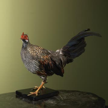 Sonnerathoen Kip Taxidermie Opgezette Dieren By Max, Ophalen of Verzenden, Nieuw, Vogel, Opgezet dier