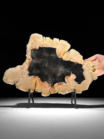 Prachtige snede van versteend hout op een op maat gemaakte