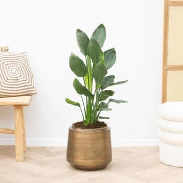 Green Bubble - SR22GB Strelitzia Reginae - 90cm - Ø21 cm, Ophalen of Verzenden