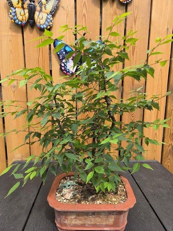 Japanese iep bonsai (Zelkova) - Hoogte (boom): 50 cm -