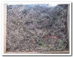 Tillandsia junglemos spaansmos forestmos naturel 1200 gram, Ophalen of Verzenden, Nieuw